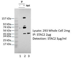 STAC2 Rabbit anti-Human, Polyclonal, Novus Biologicals:Antibodies:Primary
